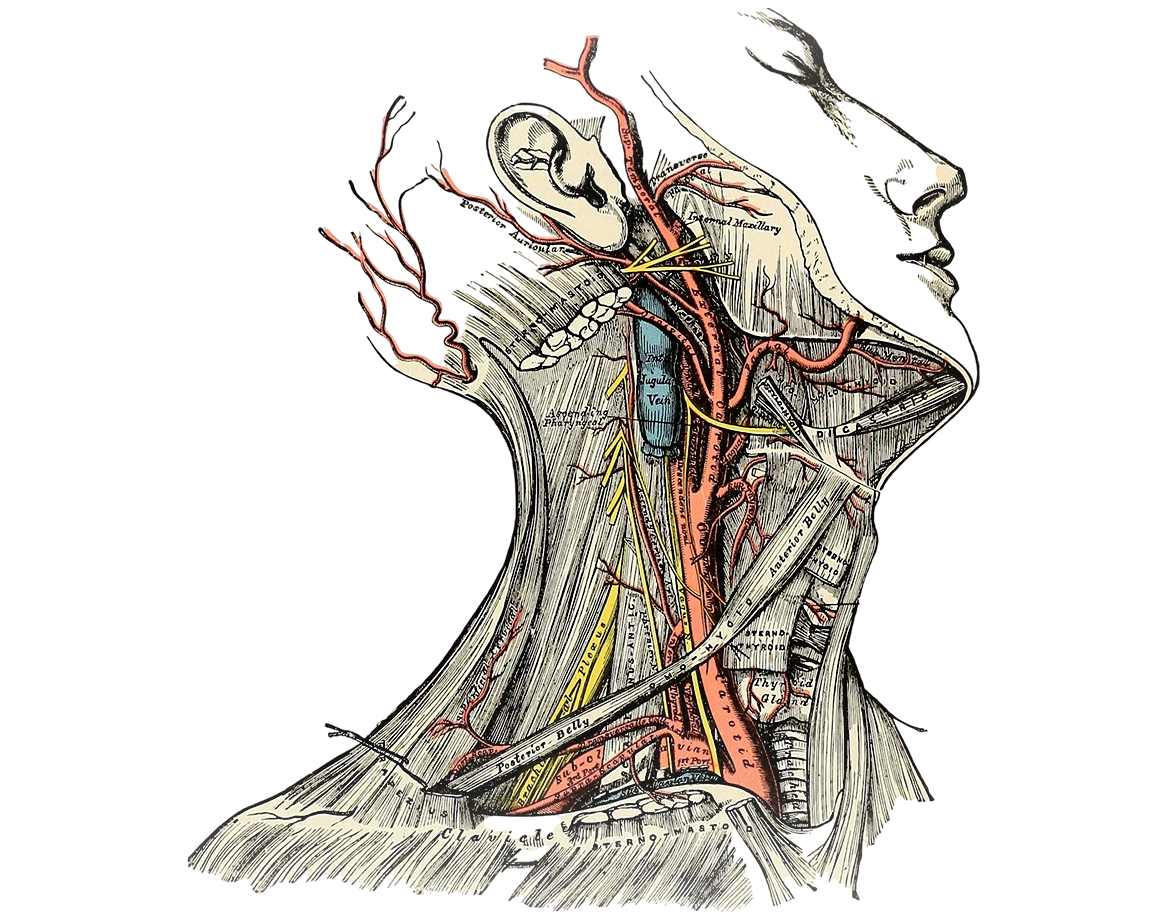 medical illustrator pharma education uk medical illustrator pharma education uk
