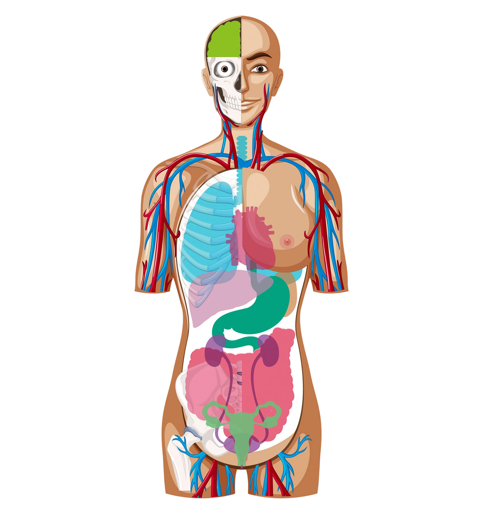 Body Systems