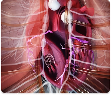 Cardiac Plexus and Nerves of the Heart