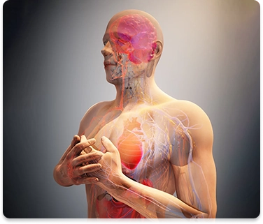 Human Circulatory System Anatomy
